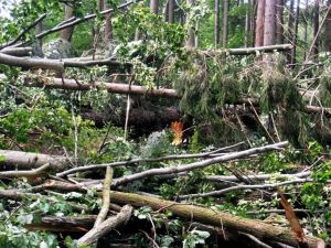Před necelým rokem se Městskými lesy prohnala ničivá vichřice | Foto: ML HK, červenec 2012