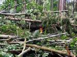 Obnově lesů pomáhá i dotace z EU | Foto: Městské lesy HK
