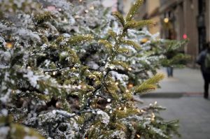 Vánoční stromky městské lesy brzy začnou nabízet.