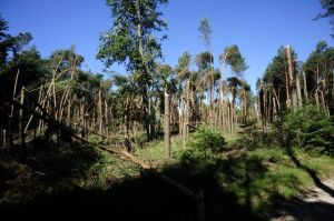 Kalamita v hradeckých lesích, červenec 2012 | Foto: J. Gangur