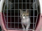 Odchyt koček v Hradci | Foto: MpHK