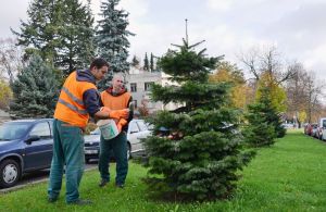 Ochrana stromků v centru Hradce Králové | Foto: MmHK