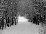 Sníh, tak ten v hradeckých lesích zatím chybí | Foto: MorgueFile