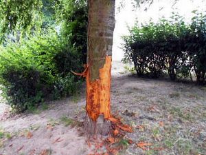 Zničený strom na Moravském předměstí | Foto: MpHK