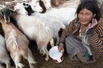 Zdroj: KMHK | Fotografie Mezi tibetskými nomády, Martin Pustelník, vesnice Sumdho 2011.