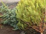 Druhý život vánočních stromků: poslouží jako hlína i topivo