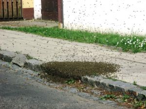 Včelí roj na silnici