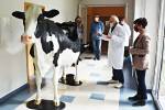 Věrný model krávy pomáhá učit budoucí veterináře.