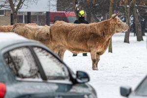 Krávy se v Hradci Králové celé odpoledne potulovaly mezi auty a paneláky.