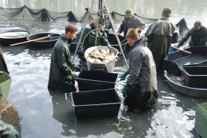 Rybáři budou prodávat čerstvě vyloveného Hradeckého kapra.